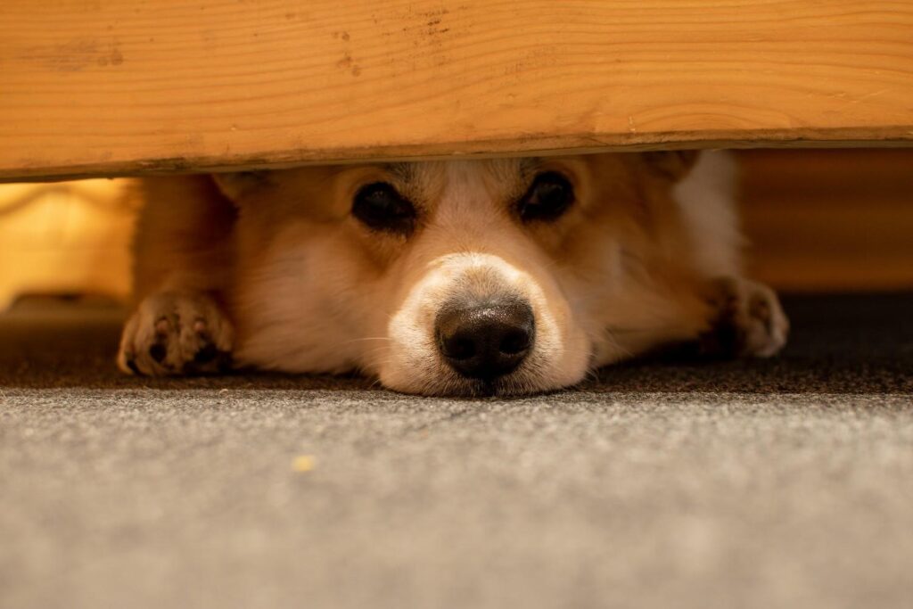 Under the Bed